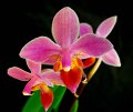 Phal. equestris 'Angel Orchids No. 4'